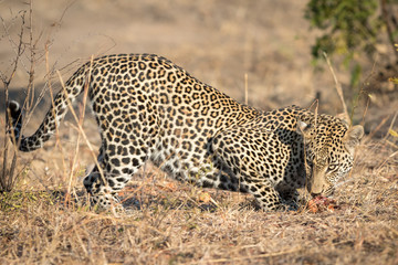 Big male leopard crouching down looking back