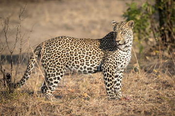 Big male leopard with beautiful eyes.