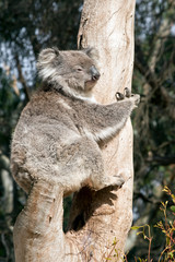 An Australian koala