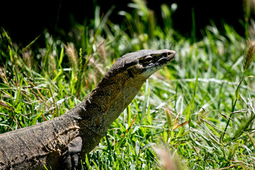 rosenberg monitor or the heath monitor or the southern heath monitor