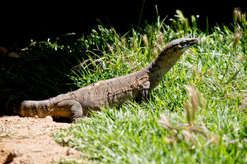 rosenberg monitor or the heath monitor or the southern heath monitor