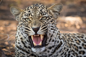 Stunning looking male leopard with open mouth.