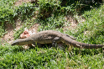 rosenberg monitor or the heath monitor or the southern heath monitor