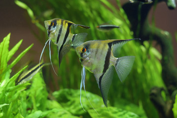 Sea angel, pterophyllum on the background of green plants in the aquarium.