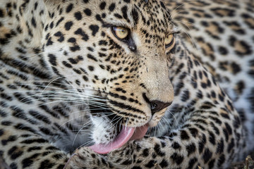 Stunning looking male leopard cleaning.
