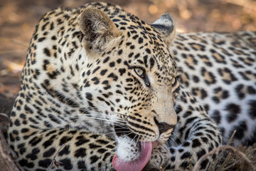 Fototapeta na wymiar Stunning looking male leopard grooming himself after a meal.