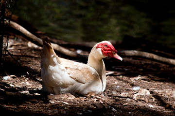 muscovy duck
