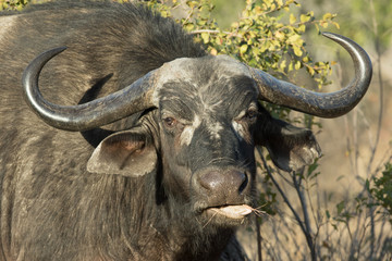 Portrait of old Cape buffalo cow chewing.