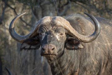 Trophy Cape buffalo bull staring.