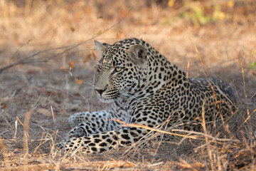 Adult male leopard resting.