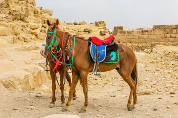 Horses near the great pyramids in Giza, Egypt