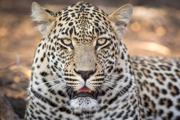 Fototapeta na wymiar Stunning looking male leopard.