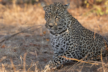 Fototapeta na wymiar Beautiful portrait of huge male leopard.
