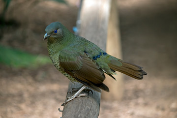 satin bowerbird female