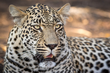 Stunning looking male leopard- close up.