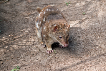 spotted quoll