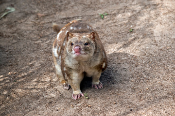 spotted quoll