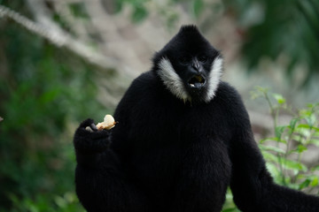 Gibbon
