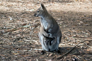 red necked wallaby with joey