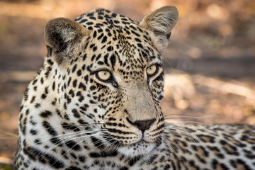 Stunning looking male leopard relaxing.
