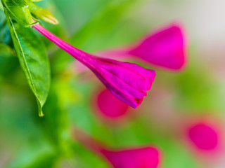 Beautiful red flower in nature