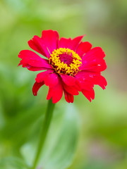 Obraz premium Beautiful red flower in nature