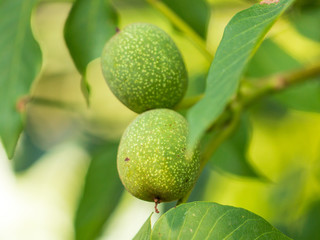 Green walnuts on the branches of a tree