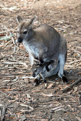 red necked wallaby with joey