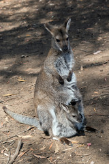 red necked wallaby with joey