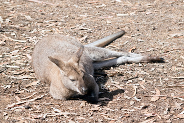 male red necked wallaby