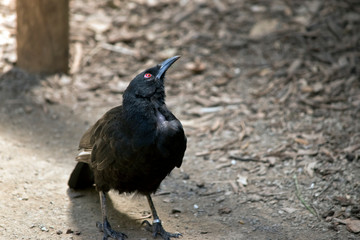white winged chough