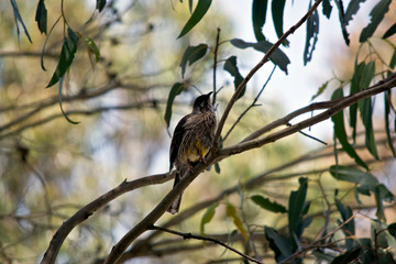 wattle bird