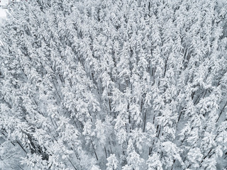 Aerial view of a winter snow-covered pine forest. Winter forest texture. Aerial view. Aerial drone view of a winter landscape. Snow covered forest. Aerial photography