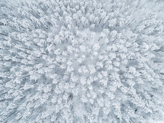 Aerial view of a winter snow-covered pine forest. Winter forest texture. Aerial view. Aerial drone...