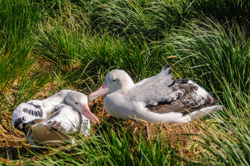 A Giant Wandering Albatross - Diomedea exulans - couple on their nest on Prion Island, South Georgia. These giant sea birds oftentimes form dedicated couples.