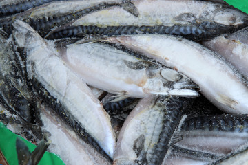Frozen fish at the market. Frozen Mackerel