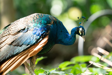 Peacock
