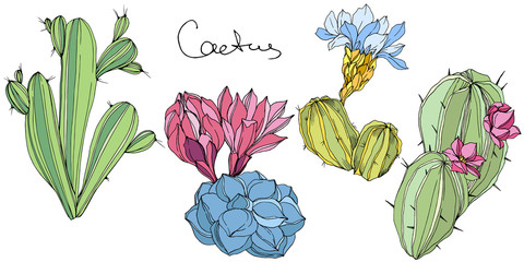 Vector Cacti floral botanical flower. Green and blue engraved ink art. Isolated cacti illustration element.