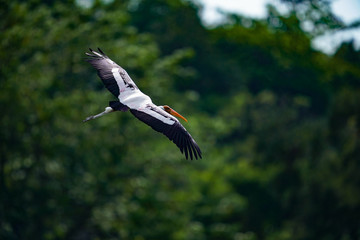 Bird flying 