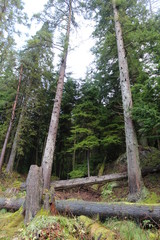 Fototapeta premium Pine tree forest