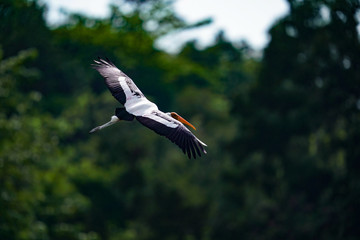 Bird flying 