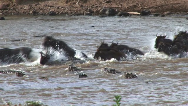 Two wildebeests taken down by crocodiles in a hunting expedition.mov