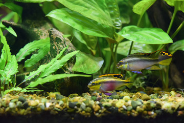 Pelvicachromis parrots in the aquarium among the green plants.