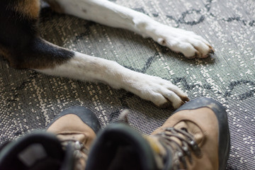 boots and dogs paws before a walk