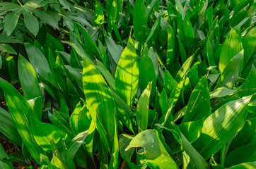 Green leaves illuminated by sunlight