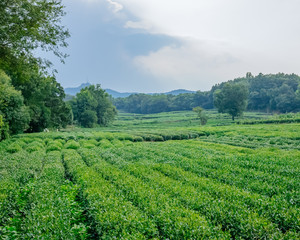 Fototapeta na wymiar Field of tea trees near West Lake, in Hangzhou, China