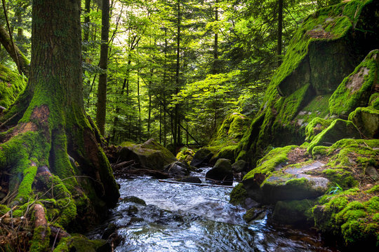 Wald im Vall&eacute;e de la Wormsa in den Vogesen