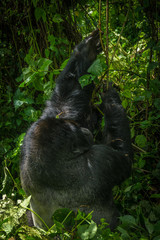 Silverback gorilla in the jungle of the Democratic Republic of the Congo.