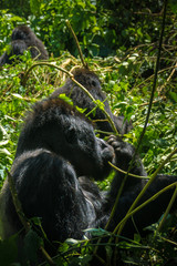 Silverback gorilla in the jungle of the Democratic Republic of the Congo.