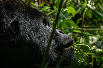 Silverback gorilla in the jungle of the Democratic Republic of the Congo.